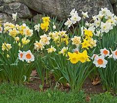 Spring-blooming Bulbs | White Flower Farm
